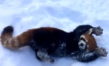 Cum se bucură doi urşi panda roşii de zăpadă. Clipul a devenit viral