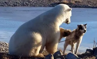 Lupta pentru supravieţuire este dură. La câteva ore după ce acest urs polar a fost filmat în timp ce mângâia un câine, a mâncat un întreg husky