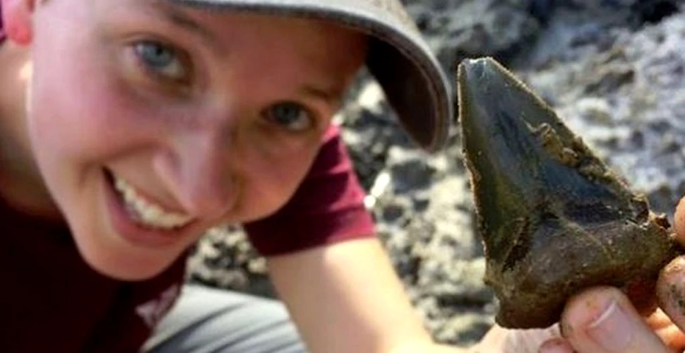 O creșă pentru puii de rechin, veche de 24 de milioane de ani, a fost descoperită
