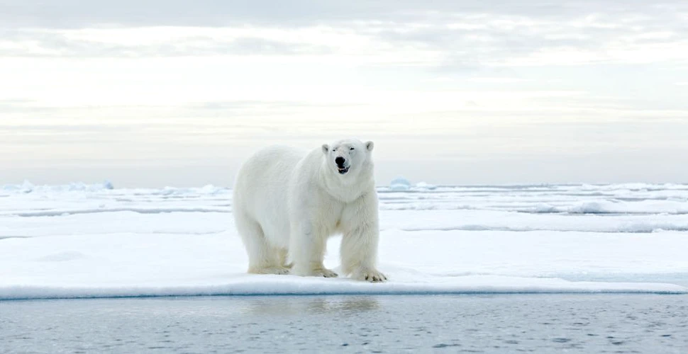 Cercetătorii ruşi asediaţi de 10 urşi polari au reuşit să scape