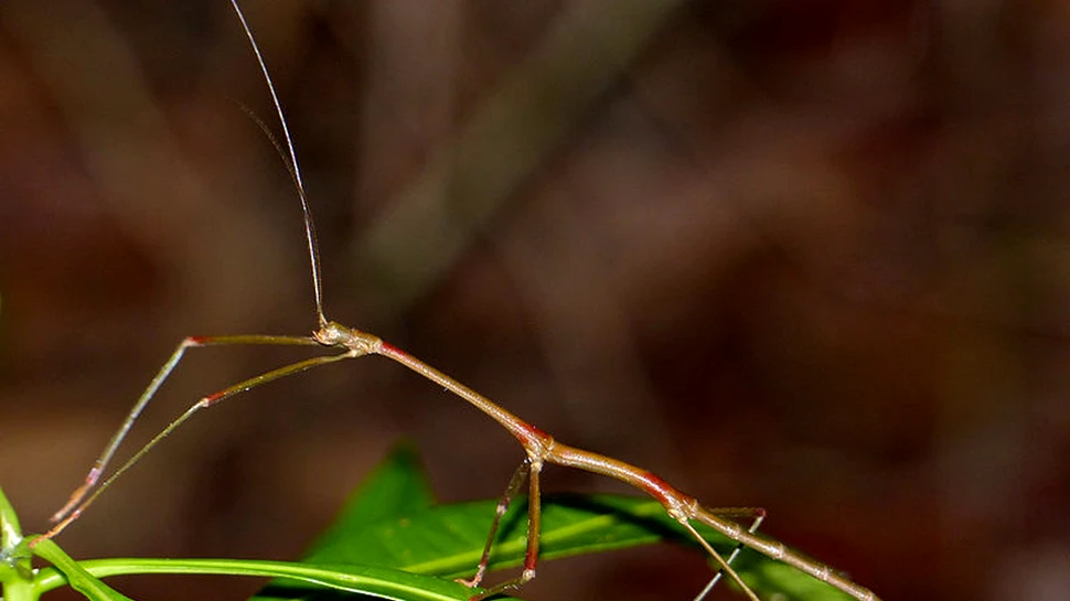 Modul surprinzător prin care insecta-băţ, una dintre cele mai mari din lume, are urmaşi post-mortem
