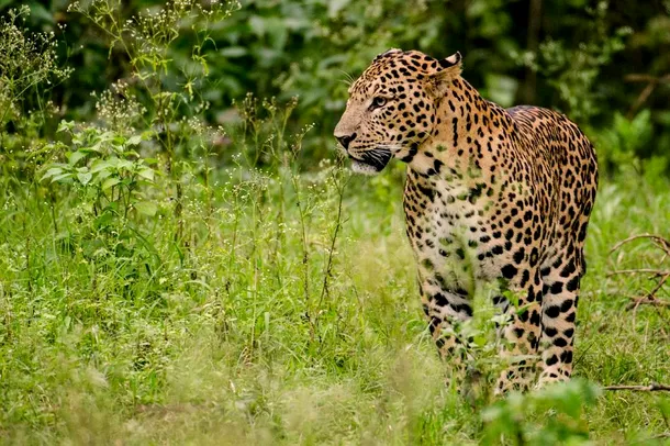 Mascul de leopard indian în Rezervaţia Nagarhole