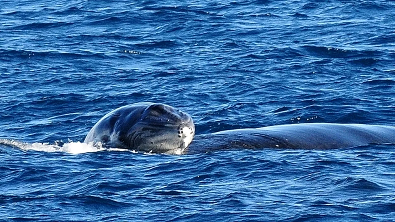 1-balena-ningaloo 
