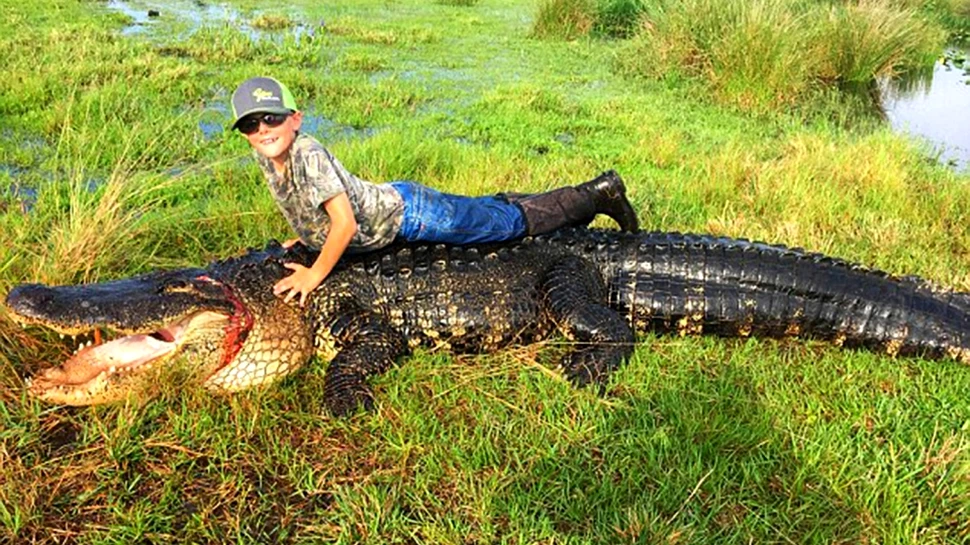 Vânători din Florida au prins un aligator de dimensiuni URIAŞE. ”Este cel mai mare pe care l-am ucis vreodată în sălbăticie” – FOTO+ VIDEO