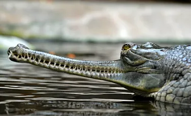 Dinți de gavial, descoperiți în urmă cu 100 de ani, expuși la Muzeul de Istorie Naturală din Sibiu