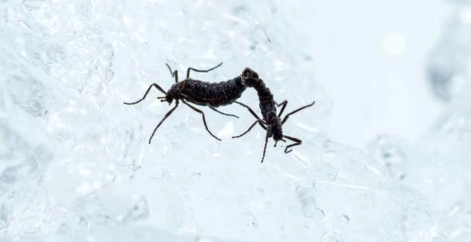 Cum supraviețuiește singura insectă nativă din Antarctica?