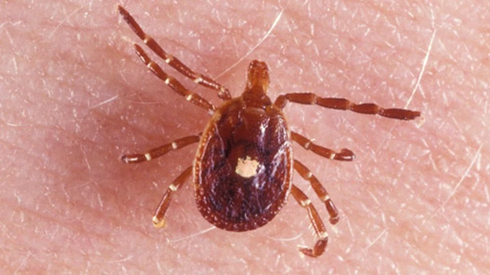 Un savant a descoperit o proteină care a ajutat bacteriile să ”păcălească” sistemul imunitar: reprezintă un mare pas înainte în combaterea unei maladii severe