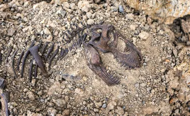 Un dinozaur erbivor misterios a fost descoperit în China