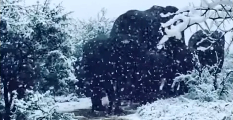 Girafele şi elefanţii din Africa au fost ”surprinşi” de zăpadă