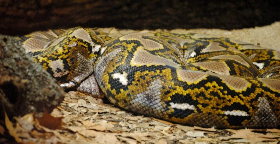 Muzeul Naţional de Istorie Naturală „Grigore Antipa” găzduiește expoziția „Reptilia”