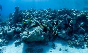 Un coral negru gigant, vechi de 400 de ani, i-a uimit pe cercetătorii marini din Noua Zeelandă