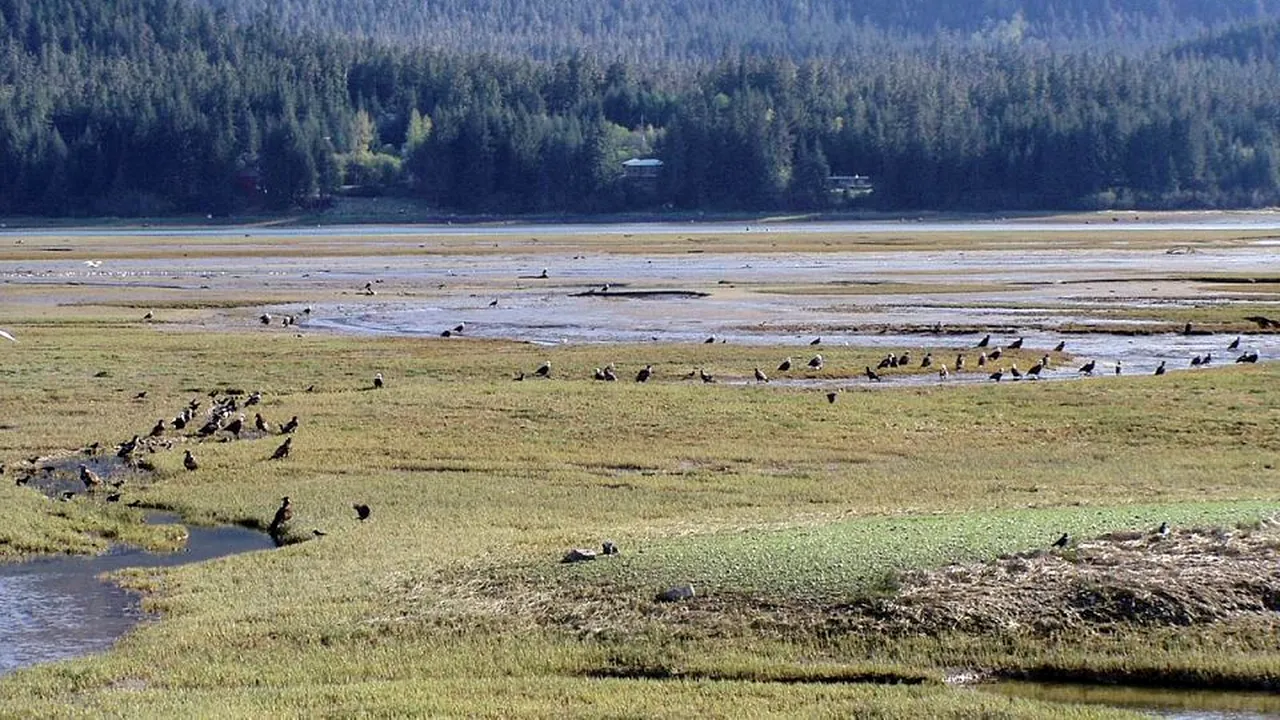 1-1200px-bald-eagles-lemonck03-2337 
