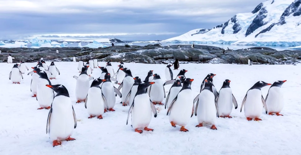 Studiu îngrijorător. Fiecare turist din Antarctica topește 83 de tone de zăpadă