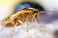 Spermă fosilizată de gândac, găsită în premieră în chihlimbar vechi de 30 de milioane de ani
