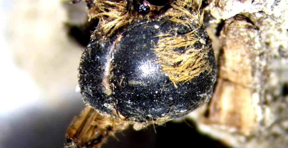 Albine de pe vremea faraonilor, găsite mumificate pe coasta de sud-vest a Portugaliei