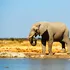 Cât de adevărată este expresia „memorie de elefant”?