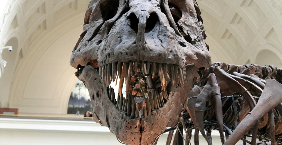 Fosila unui pui de T-Rex a fost scoasă la vânzare. Licitaţia stârneşte controverse puternice