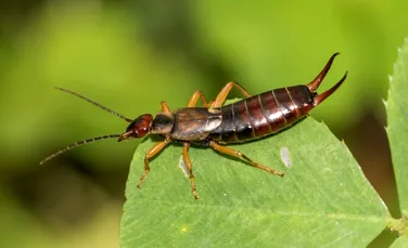Este adevărat că urechelnițele intră în urechile oamenilor și le afectează timpanul?
