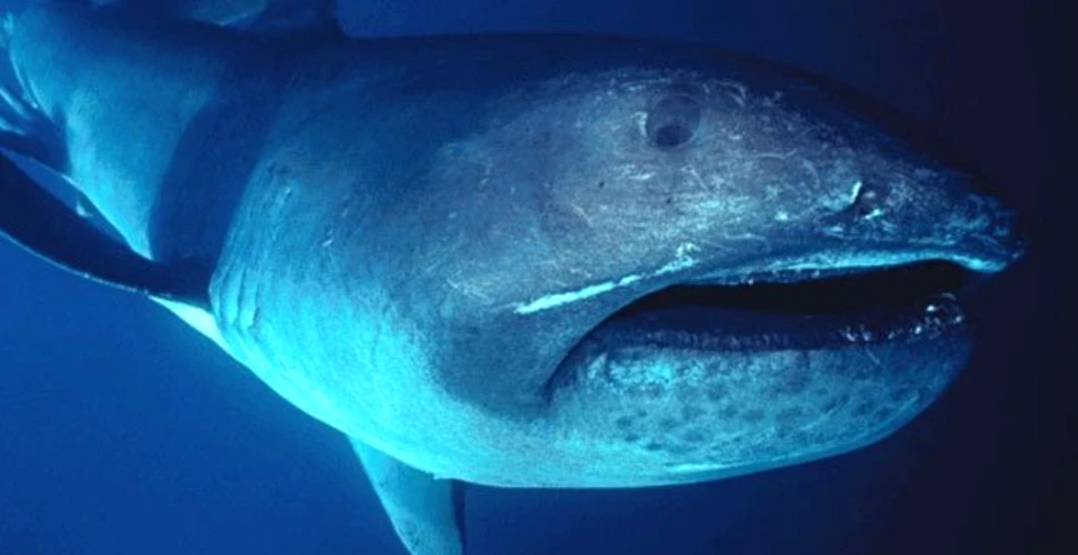 Descoperire neaşteptată pe o plajă din SUA: dinte gigant de la un rechin dintr-o specie preistorică – FOTO