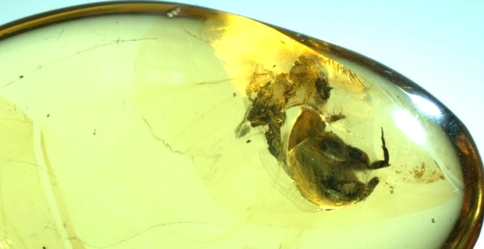 O bucată de chihlimbar în care a fost prinsă o insectă mai adaugă cel puţin 50 de milioane de ani vechimii procesului de polenizare