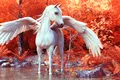 Test de cultură generală. Cum se numește calul înaripat din mitologia greacă?