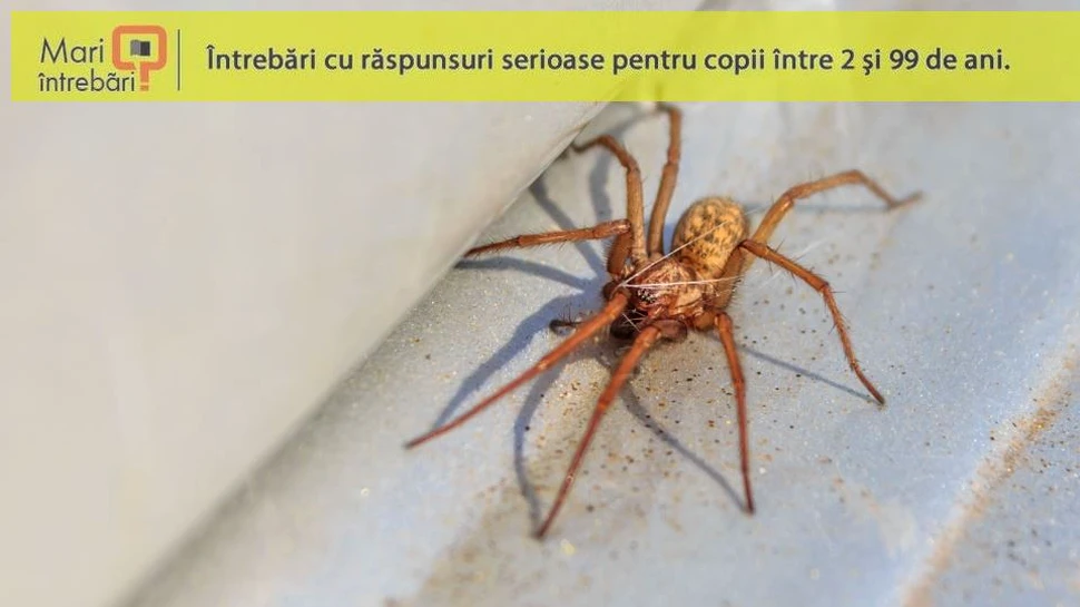 Trebuie sau nu trebuie să omori păianjenii din casă?