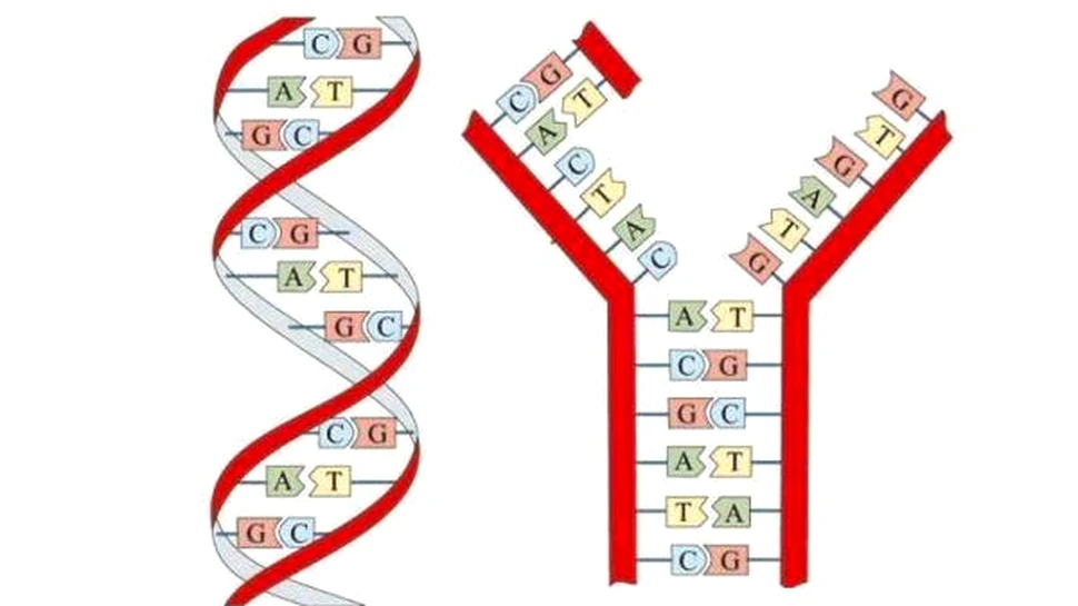 Calculatorul din molecule de ADN poate rezolva probleme de matematică