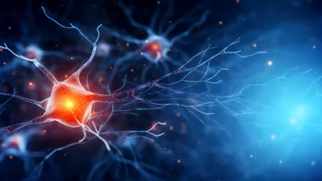 Cum ajută zahărul creierul să-și reseteze amintirile?