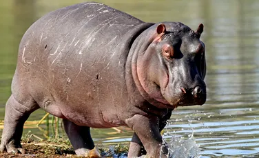 Care sunt cele mai apropiate rude ale hipopotamilor? Descoperirea surprinzătoare care dezleagă un mister al zoologiei