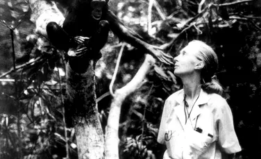 A murit Jane Goodall. 10 realizări revoluționare care au rescris ceea ce înțelegem despre natură și umanitate