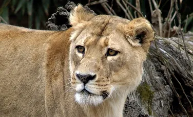 Zambia interzice vânătoarea de lei şi leoparzi: „Nu mai avem suficiente feline!”