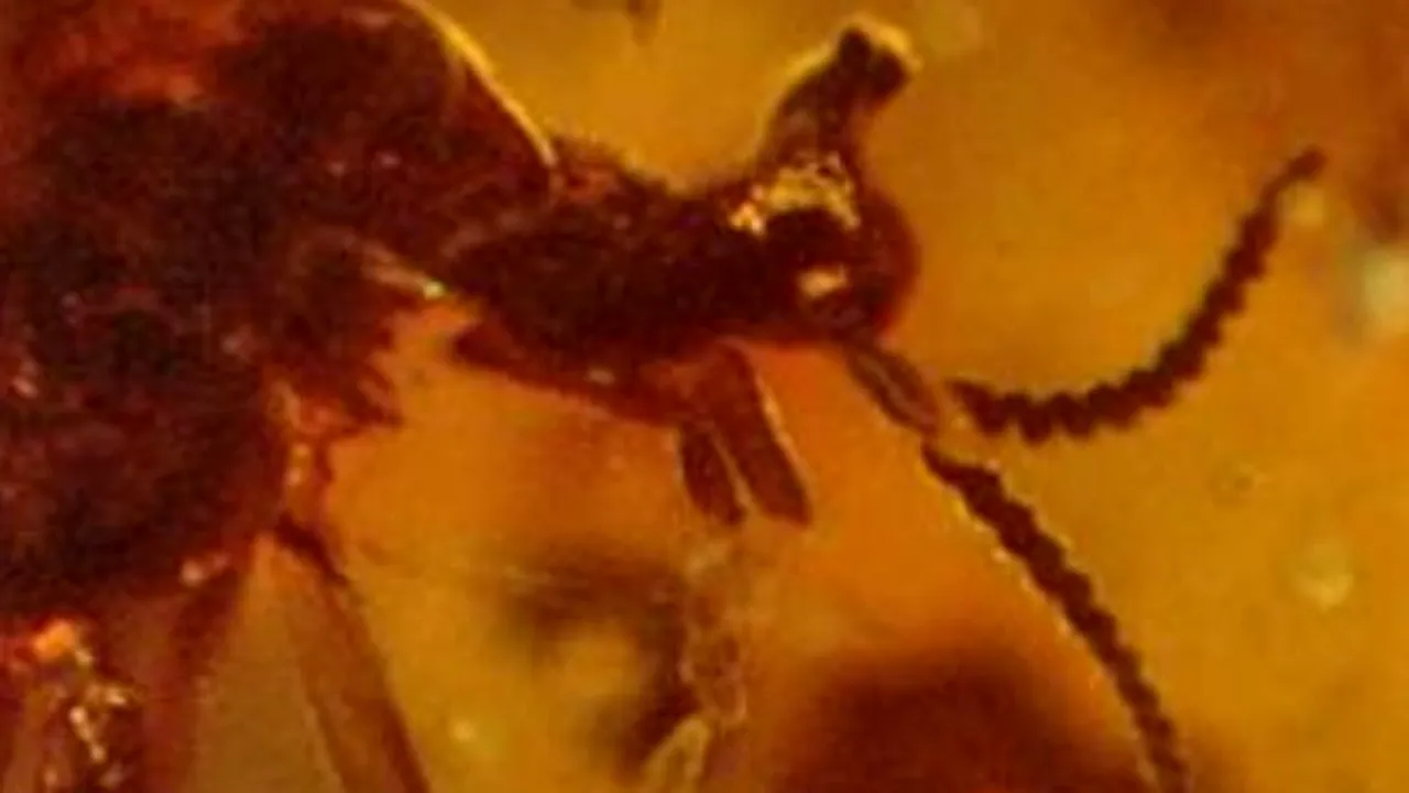 1-insecta 