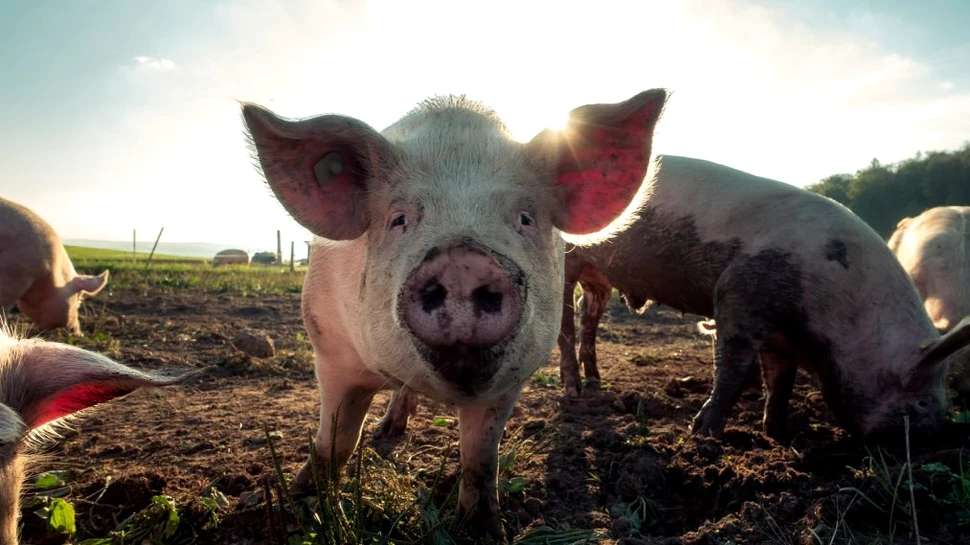 Cercetătorii au reușit să dreseze patru porci să se joace pe computer. Cât de deștepte sunt, de fapt, porcinele