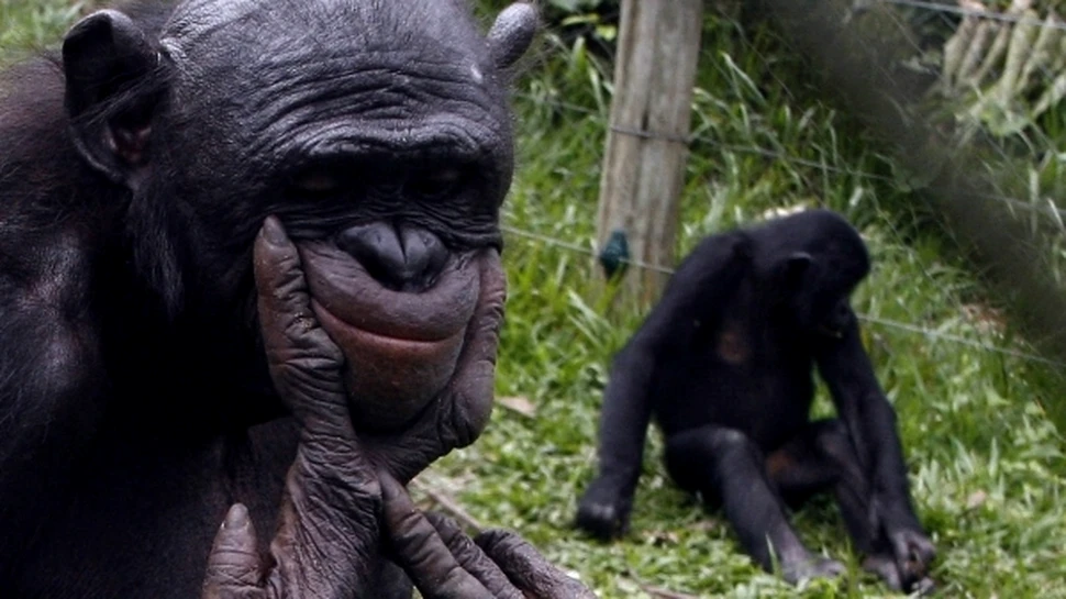 Cimpanzeii bonobo sunt cele mai inteligente maimuţe antropoide din lume (VIDEO)