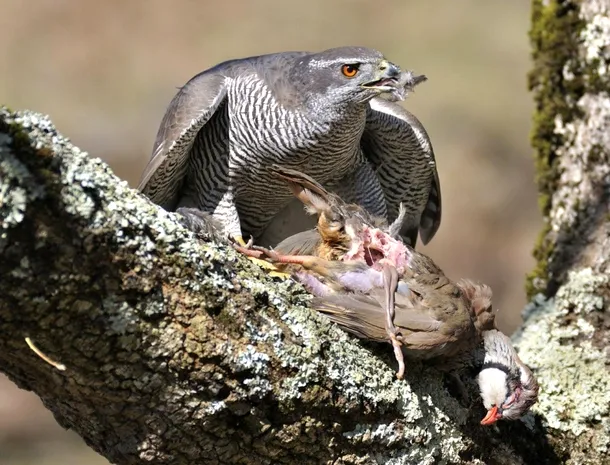 Uliu porumbar în penaj adult se hrăneşte cu o potârniche de stâncă