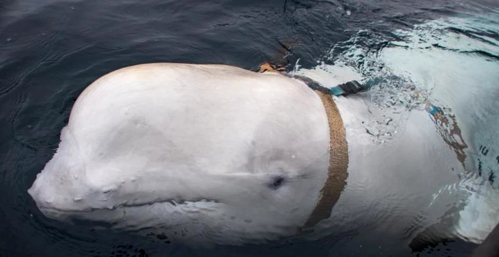 Controversele balenei cu ham, instruită de către armata rusă. ”Instinctul nostru ne-a spus că cerea ajutor”