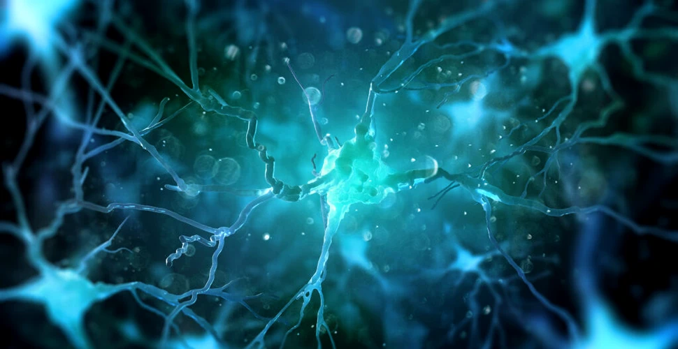 Un studiu schimbă modul în care ne gândim la rețelele cerebrale. Cum a evoluat creierul uman?