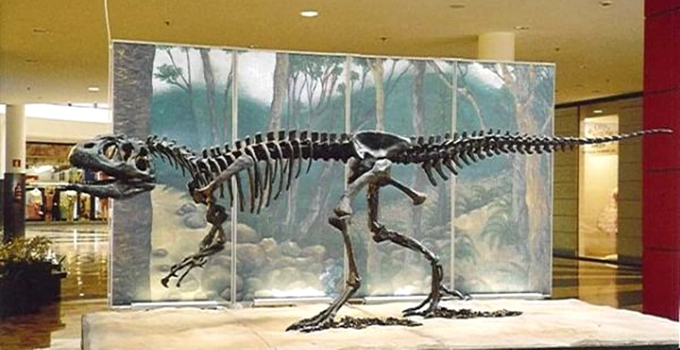 Cel mai mare dinte de dinozaur carnivor descoperit in Spania