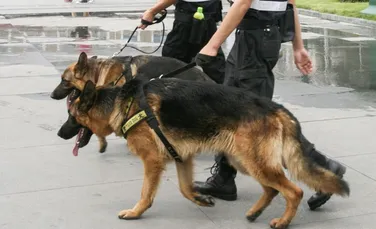 Chinezii au clonat un câine poliţist cu merite în rezolvarea crimelor