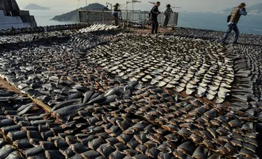 Masacrul din adâncuri: 100 de milioane de rechini sunt ucişi anual