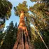 De ce este ținut secret locul în care crește cel mai înalt copac din lume?