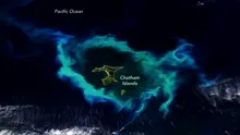Un inel uriaș de plancton care înconjoară mai multe insule din Oceanul Pacific, observat din satelit
