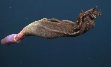O echipă de exploratori a surprins sacrificiul suprem al unei femele calamar