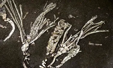 O descoperire extrem de rară: Fosila unei creaturi marine, de 450 de milioane de ani, ascunde țesuturi încă moi