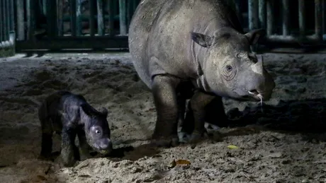 Un rinocer dintr-o specie pe cale de dispariție a născut un pui în Indonezia