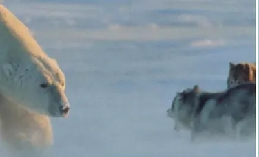O intalnire incredibila cu un urs polar