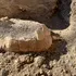 Broască țestoasă gestantă, veche de 2.000 de ani, descoperită la Pompeii. Rămășițele îi surprind pe arheologi