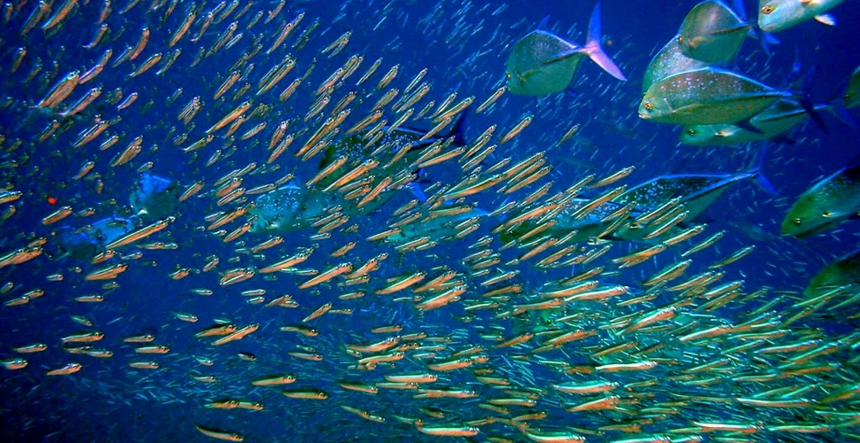 Cum au ajuns peştii să prefere plasticul ca hrană. Ce efecte are acestă schimbare