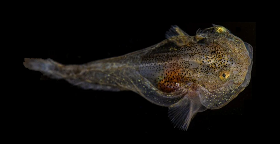 Pești unici, care conțin proteine ,,antiîngheț”, descoperiți în Groenlanda