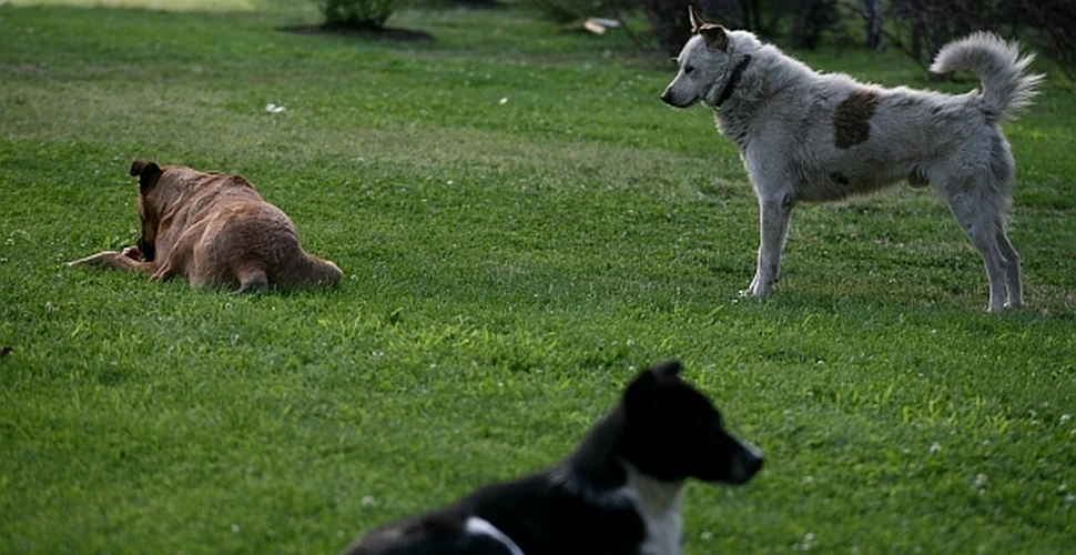 O companie americană are o nouă soluţie pentru problema câinilor vagabonzi